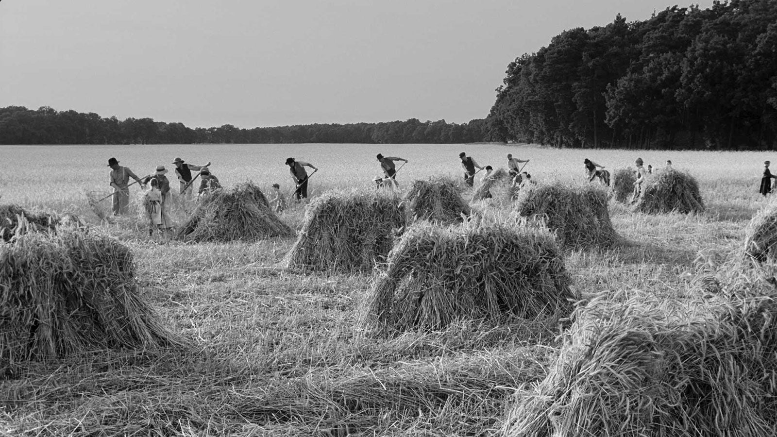 the white ribbon haneke